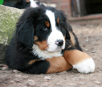 Bernese mountain puppy prone lying on ground at daytime thumbnail