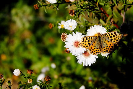 high brown butterfly on white cluster flowers thumbnail