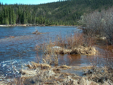 lake surrounded with trees during daytime thumbnail