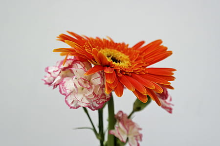 flowers, summer, garden, petals thumbnail