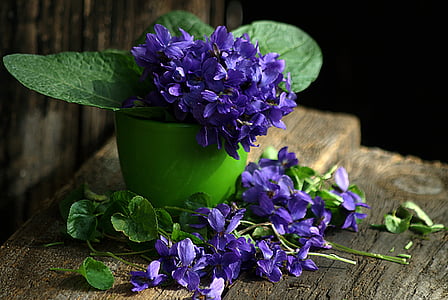 purple petaled flower thumbnail