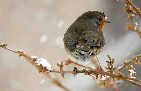 black short-beaked bird perching on branch thumbnail