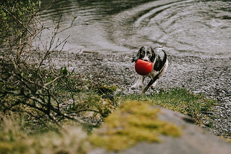 wet adult white and black springer spaniel running next to body of water thumbnail