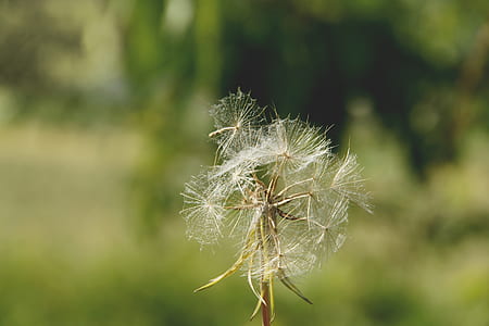 blur, flower, dandelion, bright thumbnail
