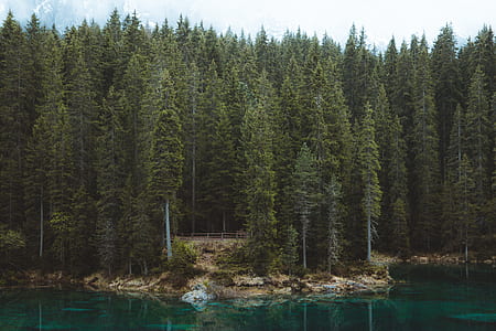 land covered in trees beside body of water thumbnail