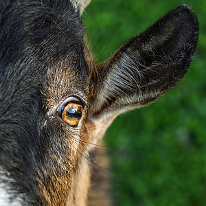 closeup photo of black and brown Anglo-Nubian goat thumbnail