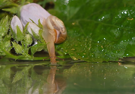 beige snail on green leaf in water thumbnail