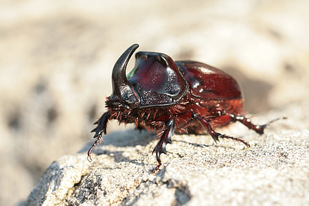 Rhinoceros Beetle, Beetle thumbnail