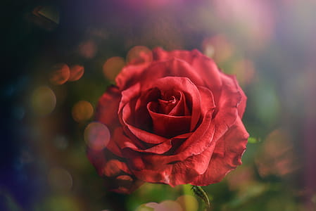 Macro Photography of Red Rose thumbnail