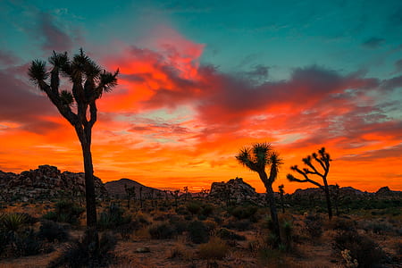 cactus and green bushes in desert under red and orange cloudy sky thumbnail