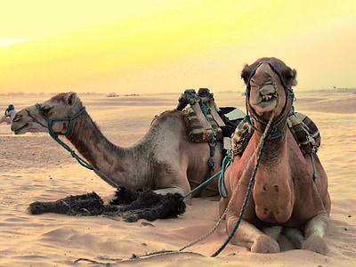 two camels lying on desert sand thumbnail