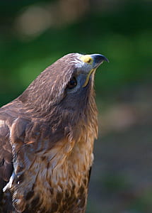 shallow focus photo of falcon thumbnail