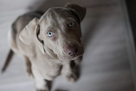 closeup photo of blue Weimaraner puppy thumbnail