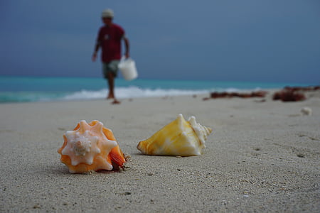 two seashell on seashore thumbnail