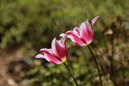 selective focus photo of two tulips in bloom at daytime thumbnail