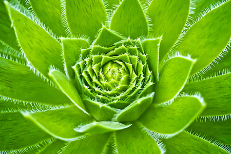 closeup photo of green petaled flowers thumbnail