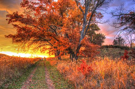 landscape photography of autumn trees thumbnail