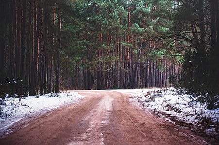 empty road between trees thumbnail