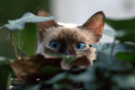 brown cat in the middle of plants thumbnail