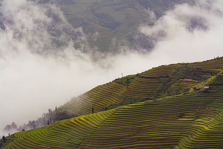 brown rice terraces during foggy day thumbnail