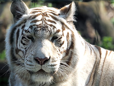 close-up photo of albino tiger thumbnail