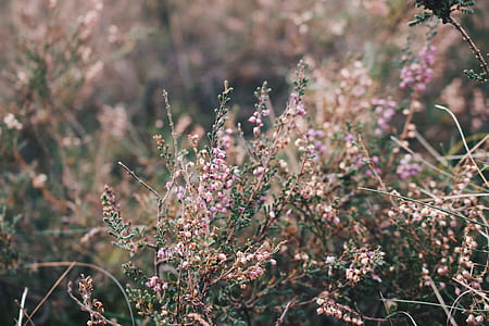 pink petaled flower selective focus photography thumbnail
