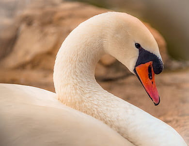 white mute swan selective focal photo thumbnail