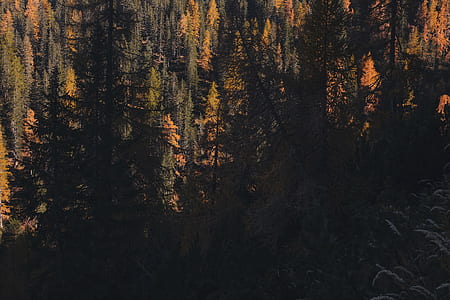 green trees thumbnail