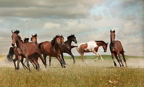 wildlife photography of herd of horse thumbnail
