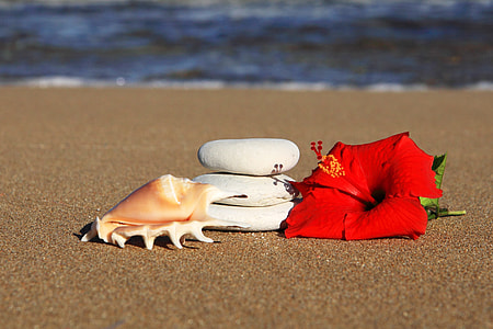 three white zen stones, red hibiscus flower, and beige conch shell on brown sand near beach selective-focus photography thumbnail