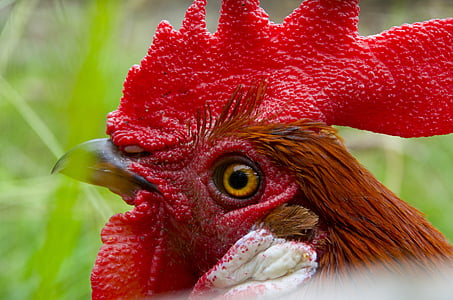 selective focus chicken thumbnail