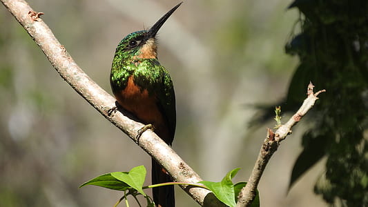 green and orange bird on brown tree brash thumbnail