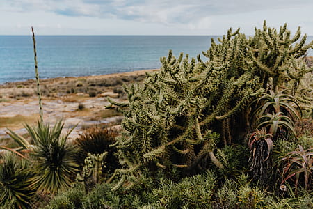 Plants of Portugal thumbnail