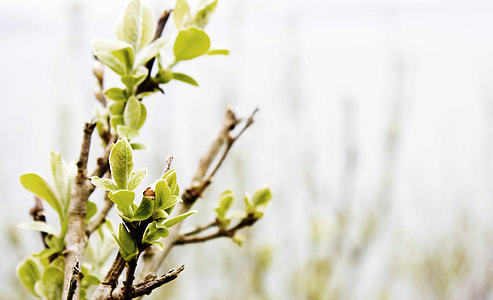 selective focus green leafed plant photography thumbnail