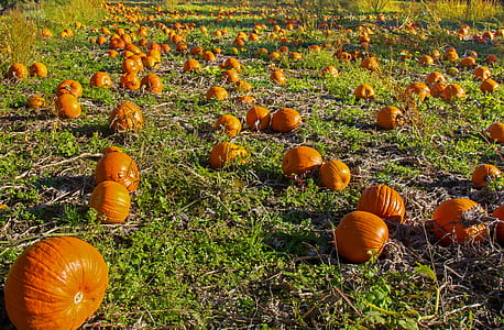 pumpkin field at daytime thumbnail