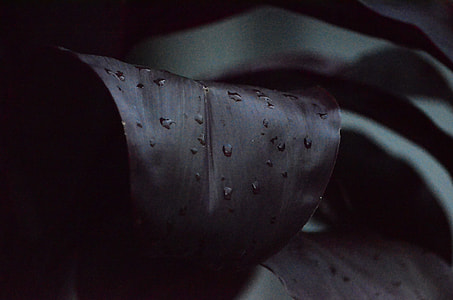 water dew on leaf photography thumbnail