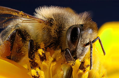 closeup photography of brown bee perching on yellow flower thumbnail