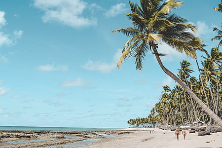green palm tree seashore thumbnail