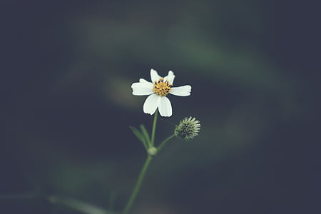 selective focus photography of white 6-petaled flower thumbnail