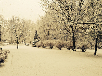 snow covered pathway and trees sepia photography thumbnail