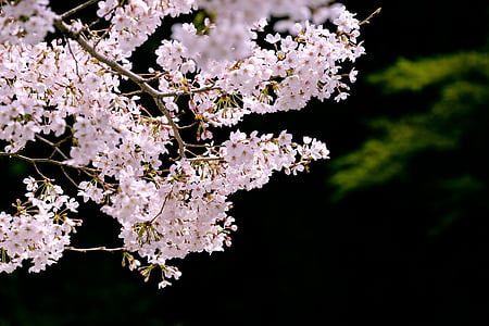 selective focus photography of cherry blossoms thumbnail
