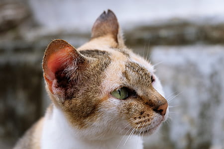 closeup photograph of white and beige cat thumbnail