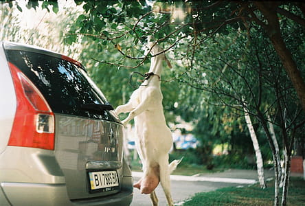 Goat Eating Green Leaves Beside Vehicle thumbnail