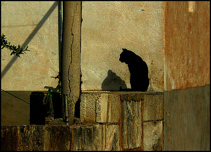black cat on gray concrete bricks thumbnail