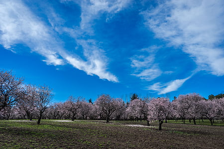 green grass field with pink trees thumbnail