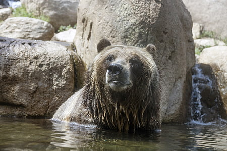 brown bear on body of water during daytime thumbnail