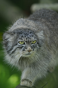 gray fur cat thumbnail