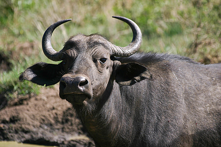 water buffalo thumbnail