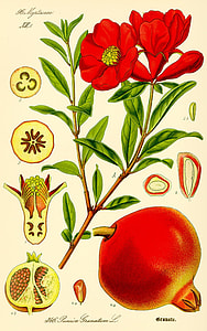 red fruit-bearing plant illustration thumbnail
