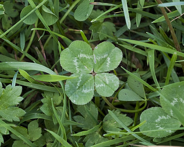 green leafed grass thumbnail